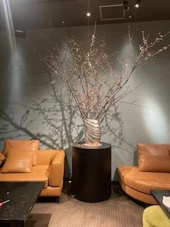 六本木佐川の広間の熱海桜（３月５日）