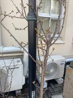 高校の花道部の花