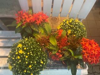 昨日９月９日　重陽の節句（五節句の最後）でした。菊の節句とも呼ばれています。例年通り　たくさんのお客様達とフローリストの菊達と今年最後のお祝いが出来ました。ご来店ありがとうございました。まだまだコロナの終息は遠く、レストランKTは営業しておりません。