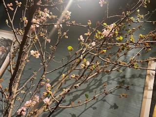 ３月６日に六本木鮨佐川の広間が万作と３メートルの熱海桜に。KTが広間を生けている間に　カウンターは料理長の作品です。ミモザが良いカーブで仕上がっていてビックリ‼️