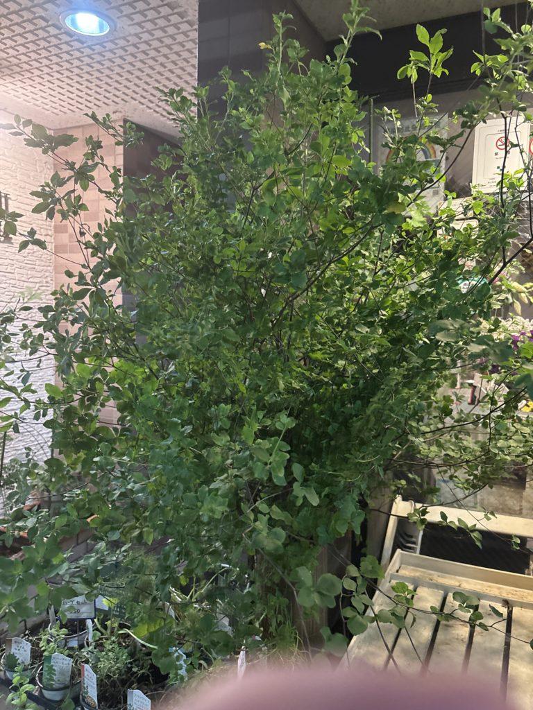 アスレチックのエントランスのお花８日